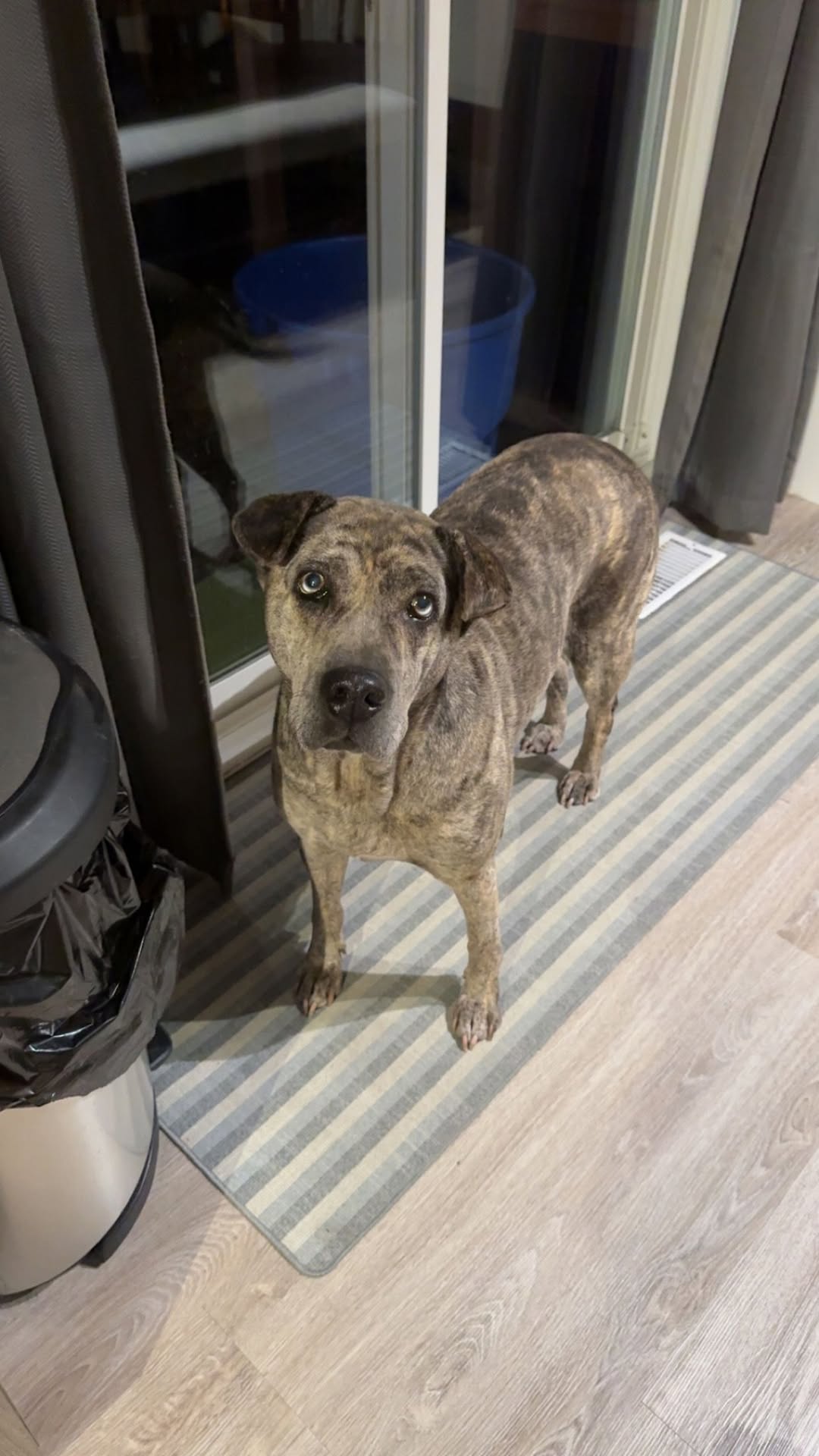 Lost dog