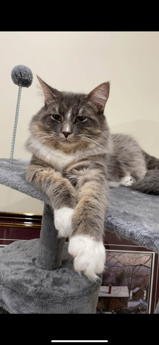 Lost Cat in Ottawa