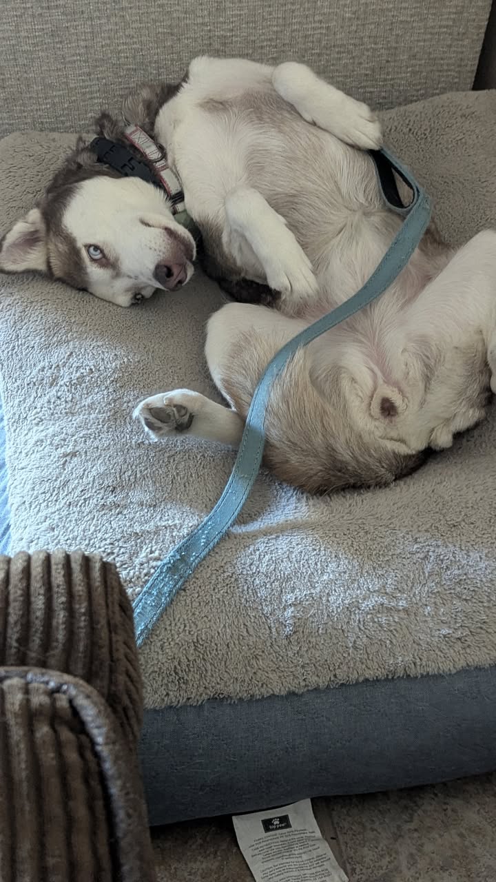 Found dog
