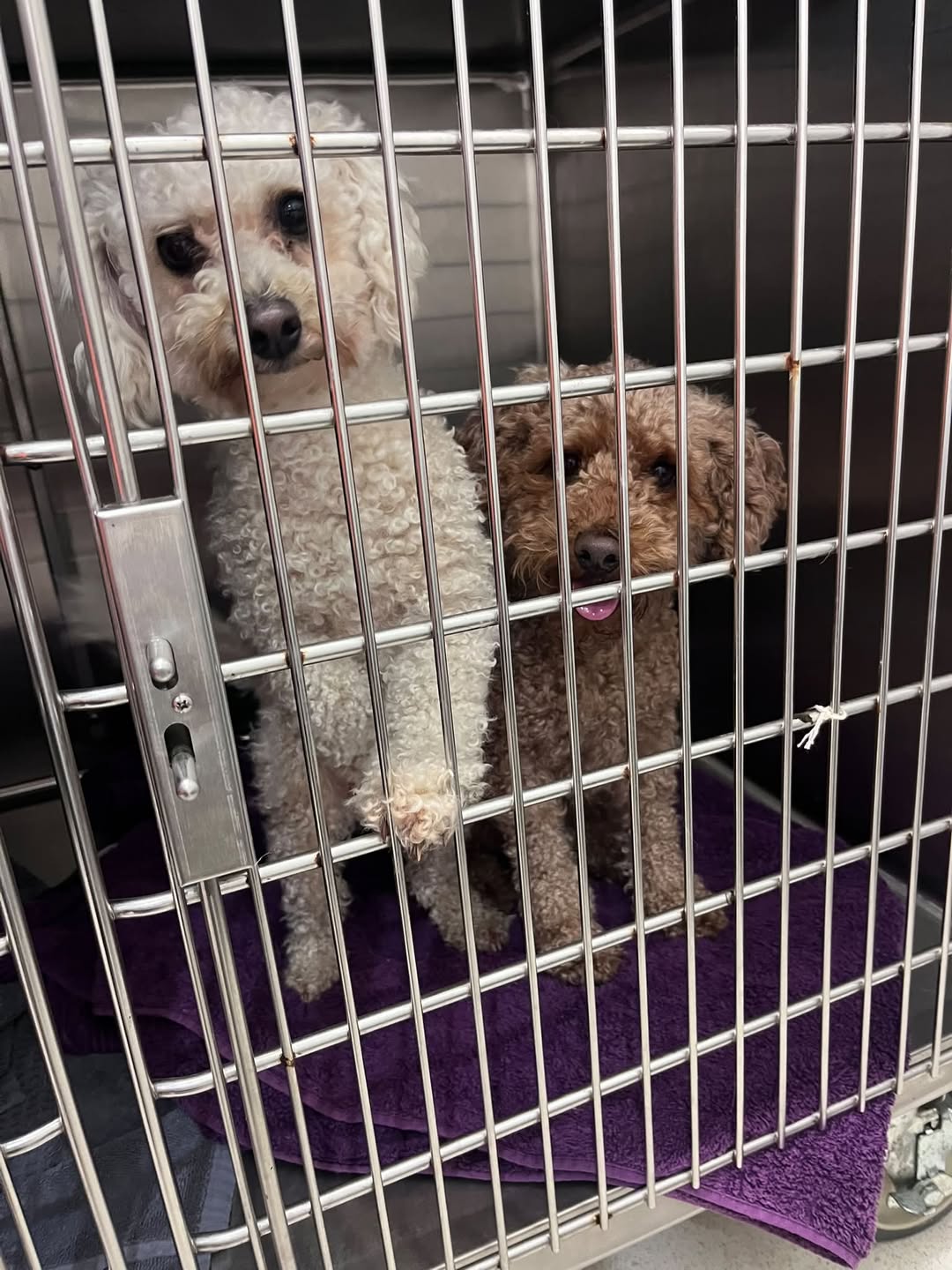 Found Dog in Kotara