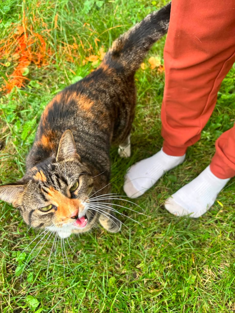 Found cat