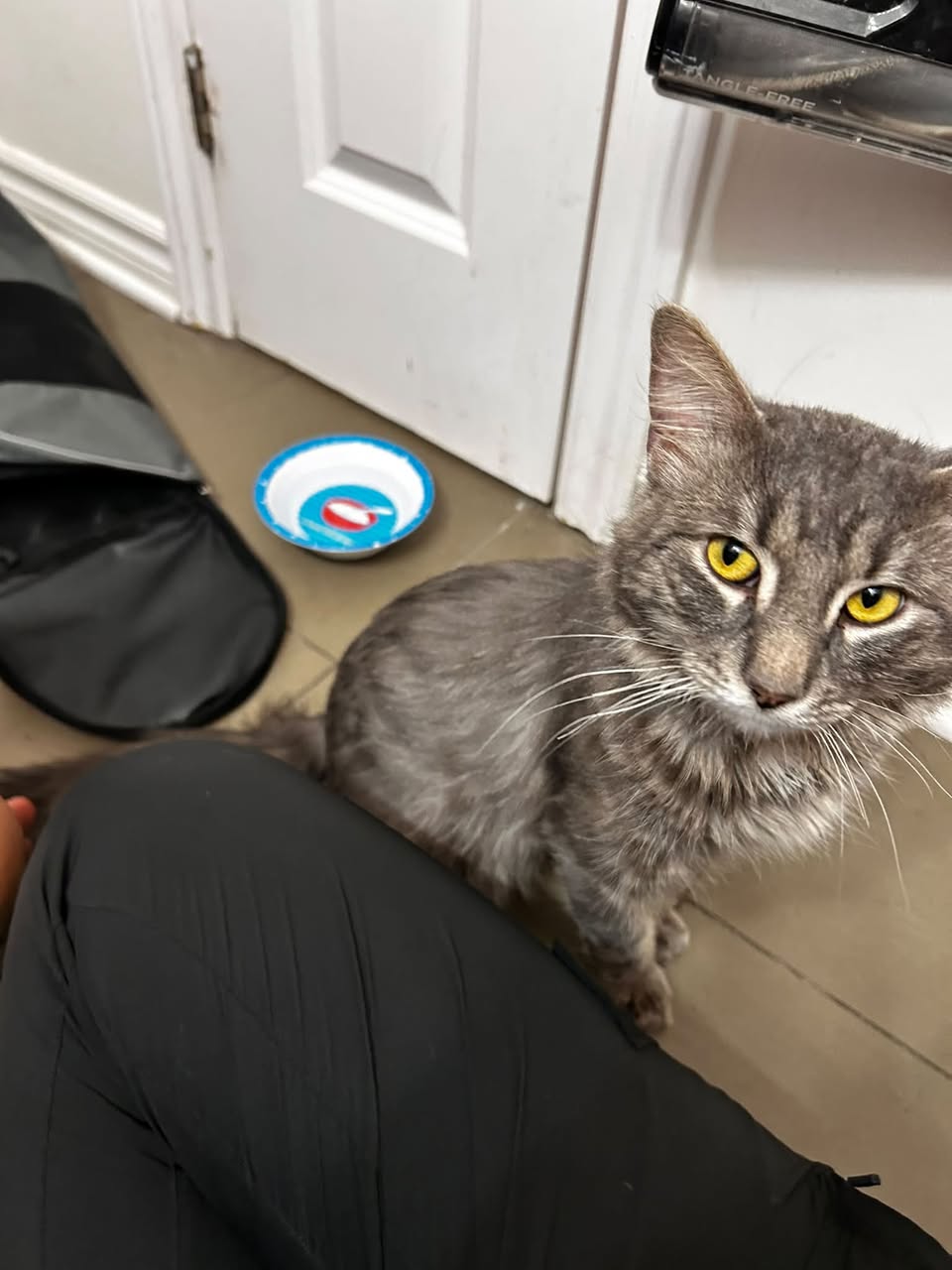 Found cat
