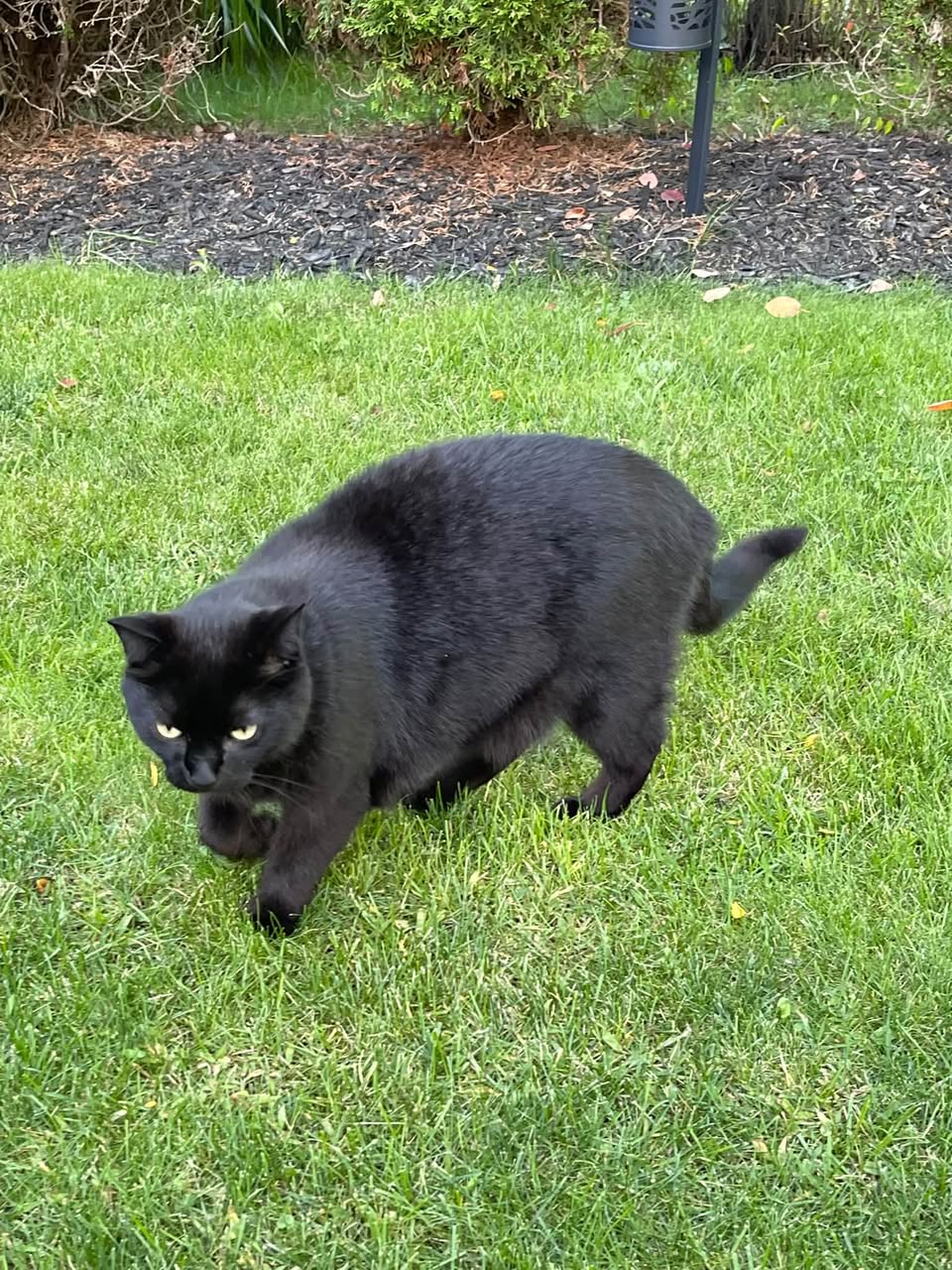 Found cat