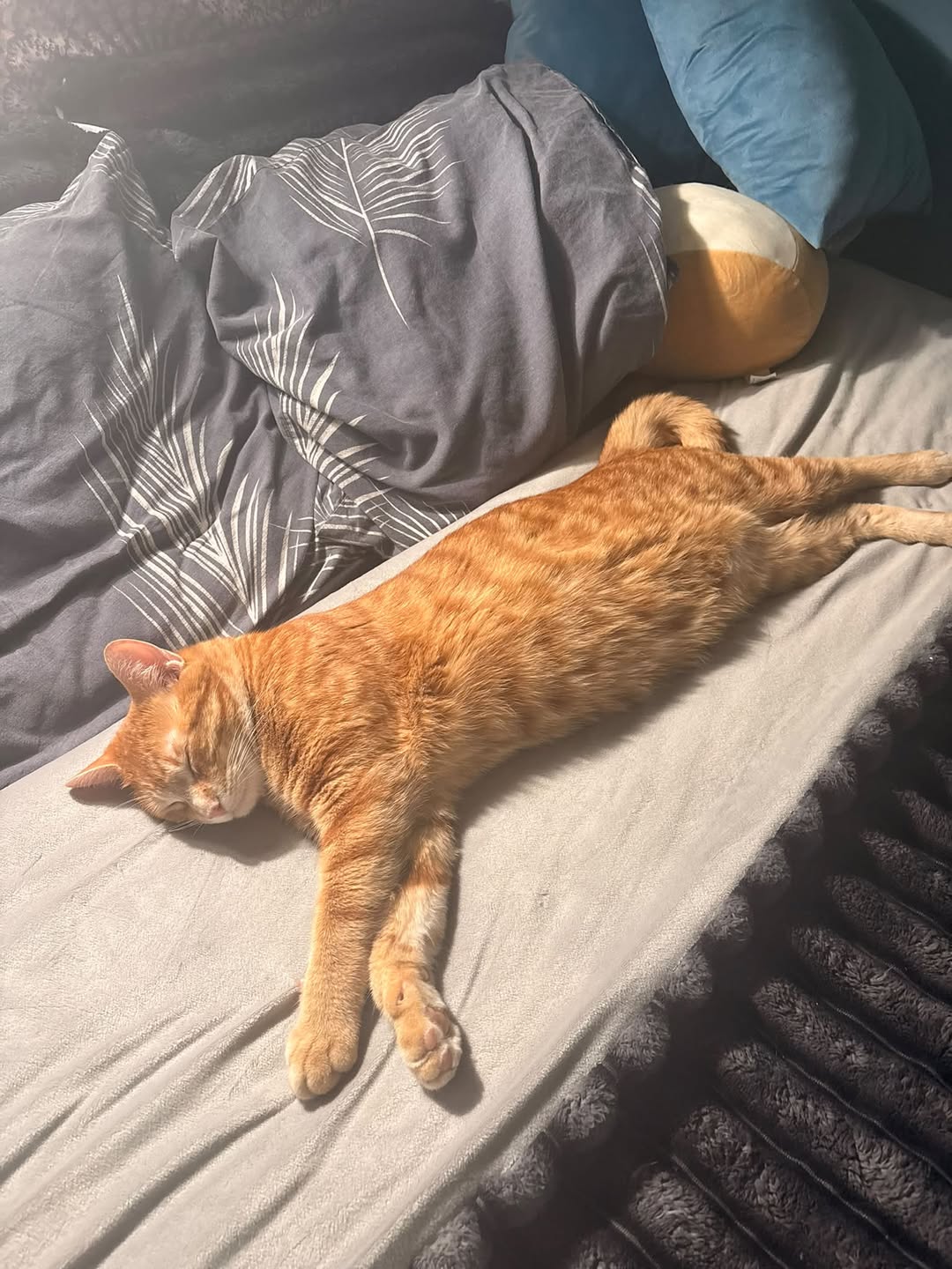 Lost Cat in Johnston And Tapiola