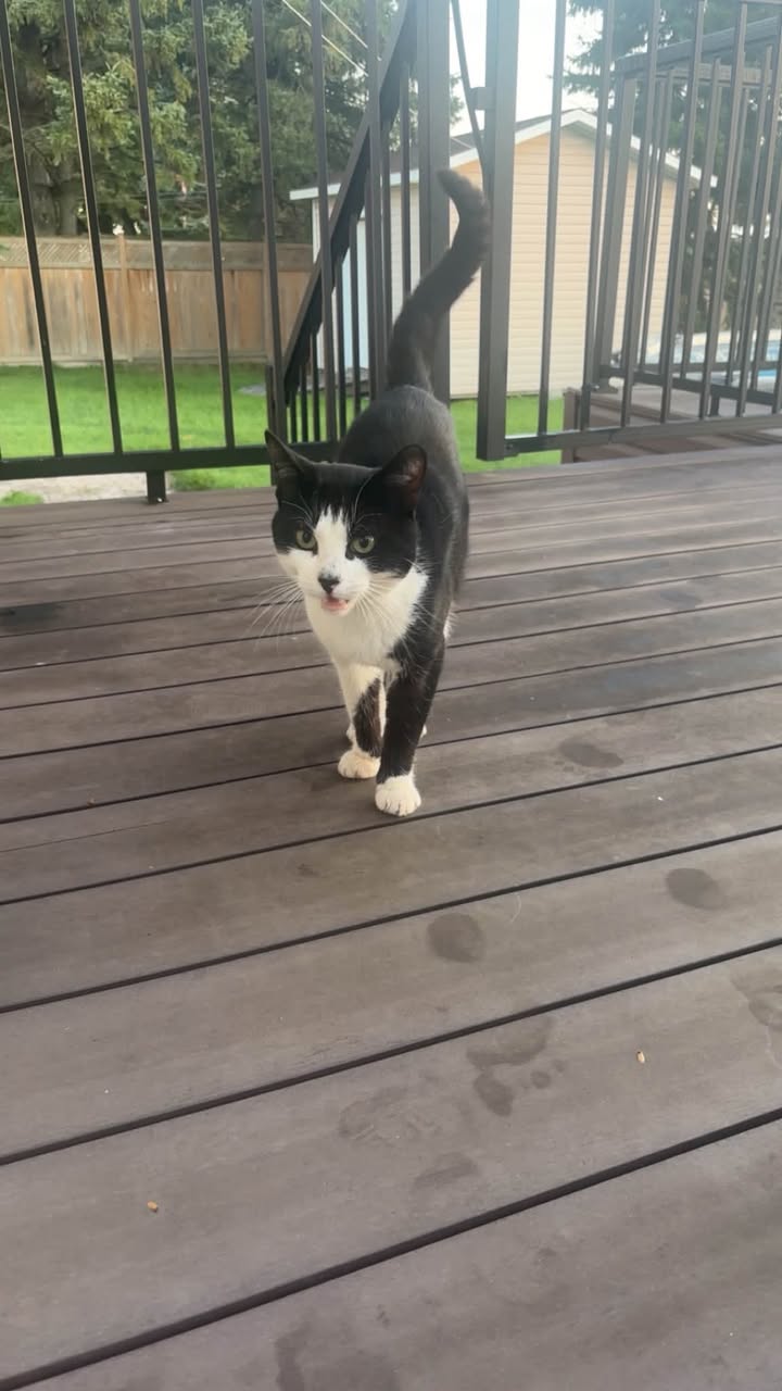 Found Cat in Saint Isidore