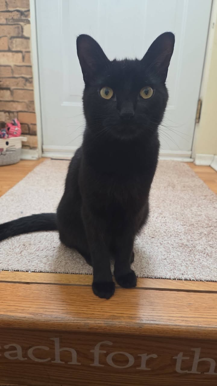 Lost Cat in Gloucester