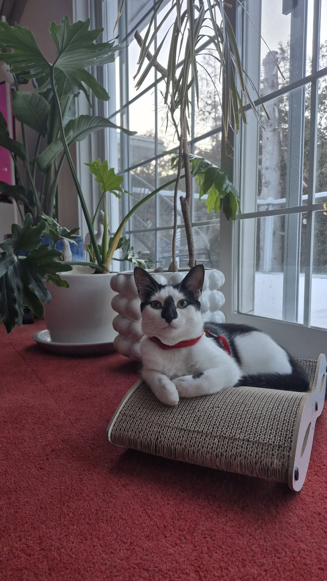 Lost Cat in Nepean