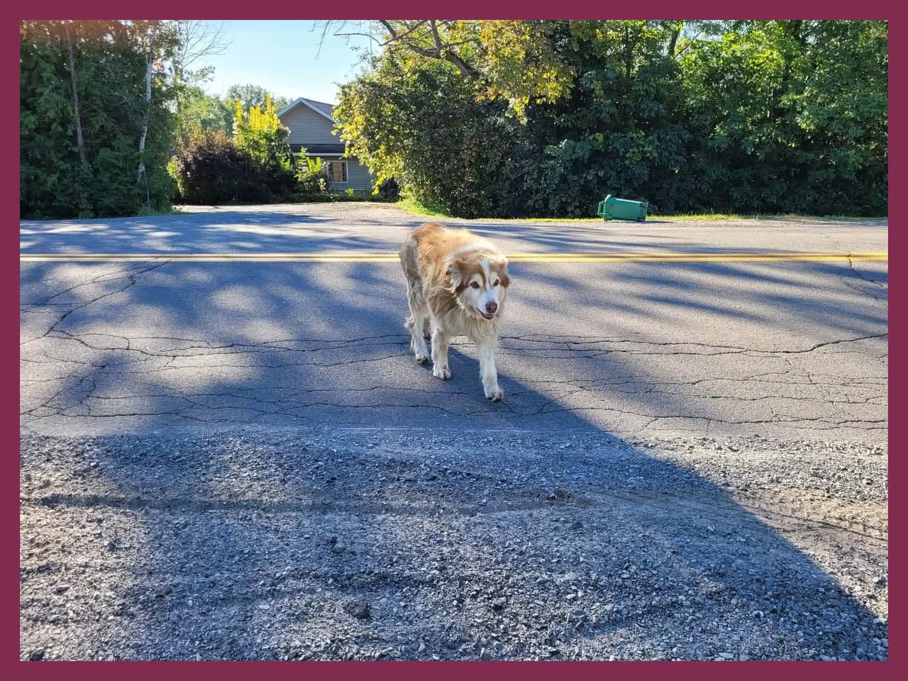 Found dog