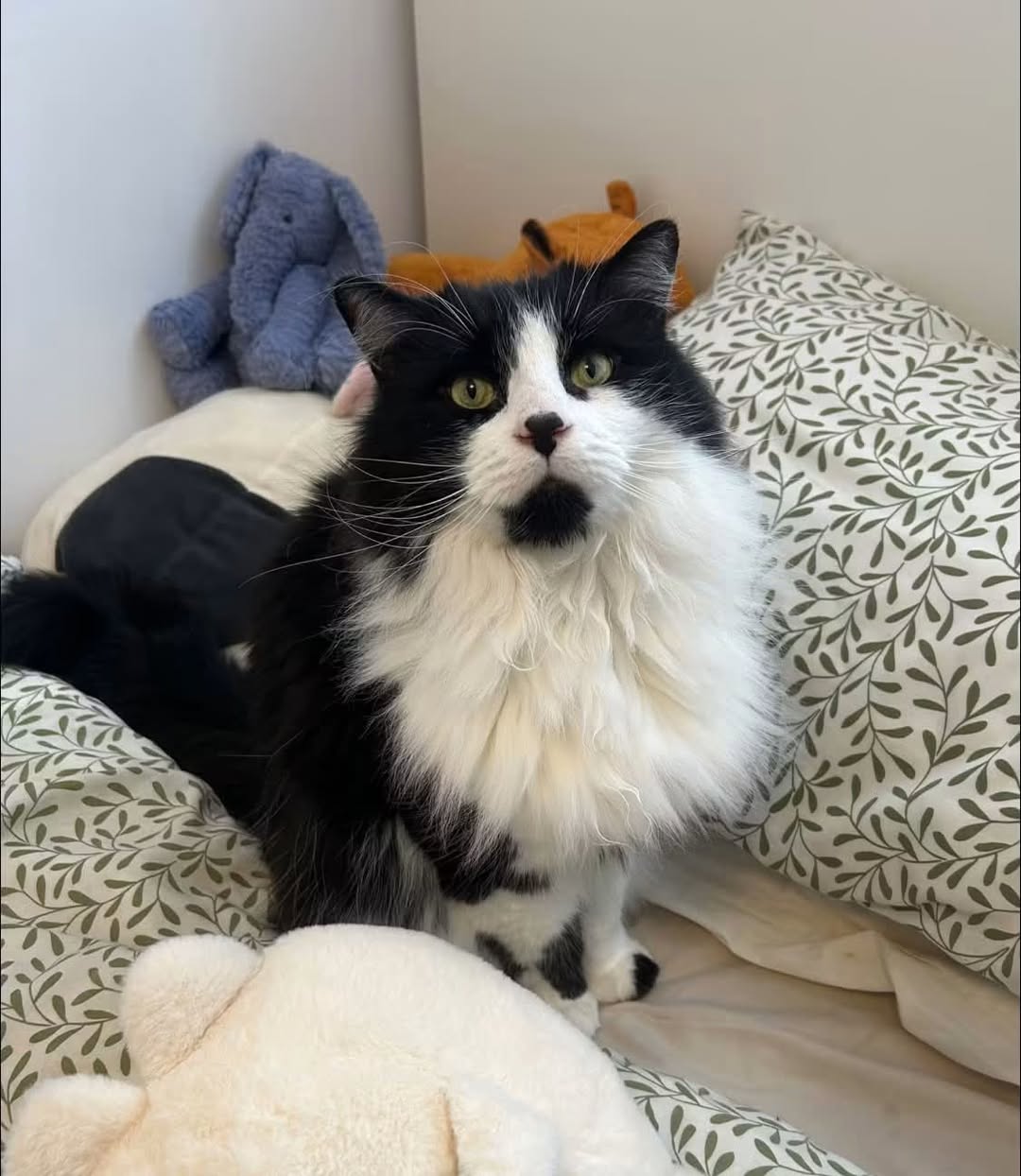 Lost Cat in Ottawa