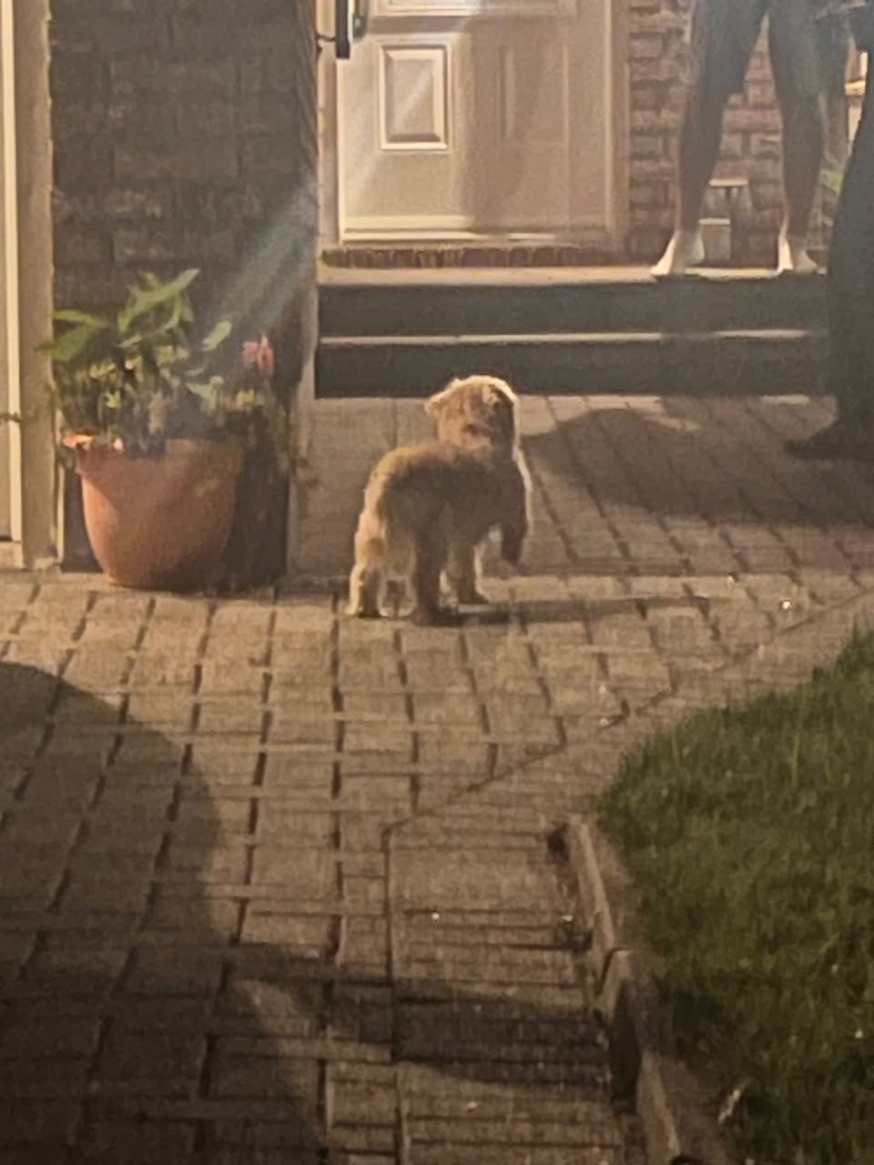 Found dog