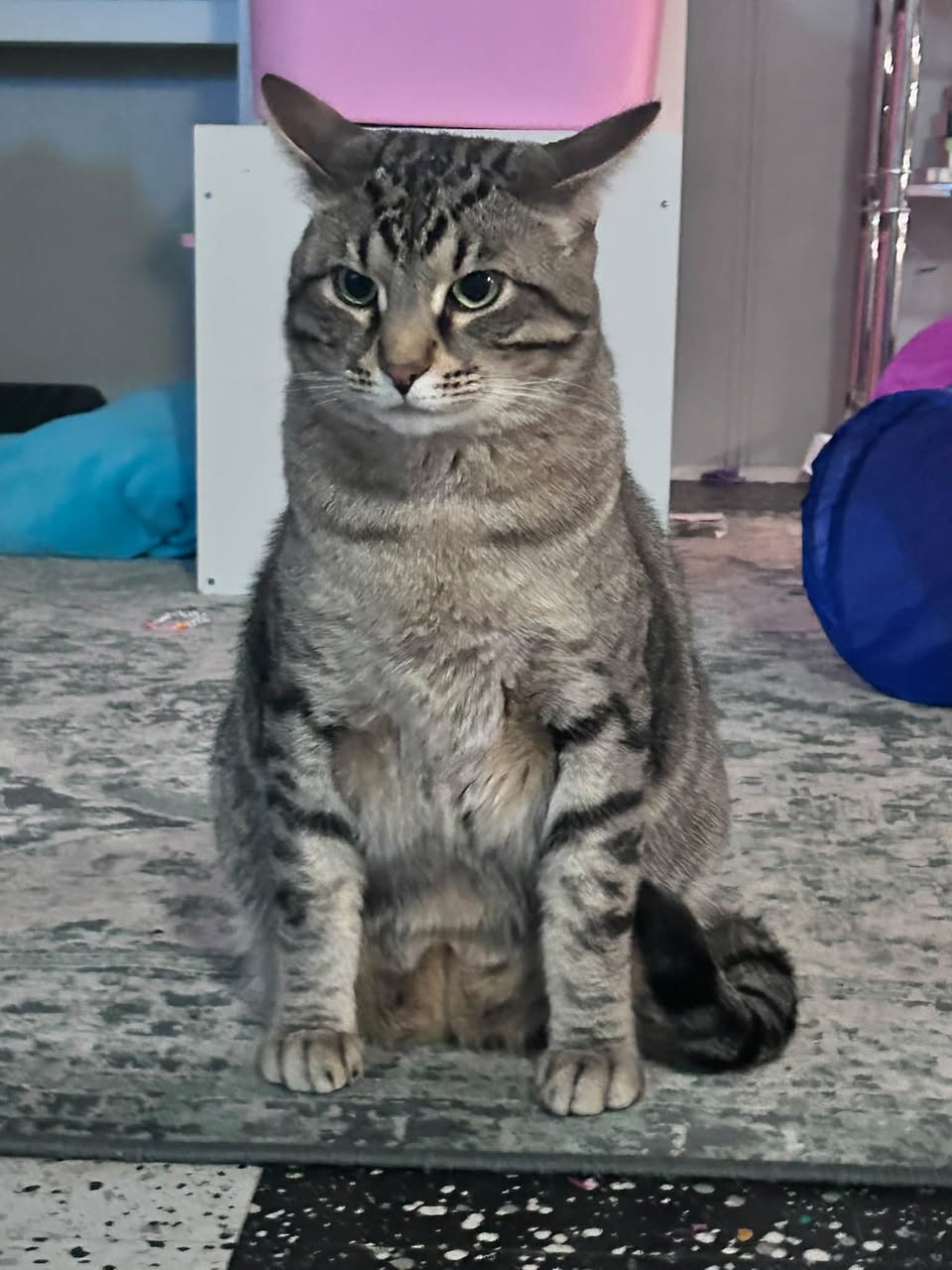 Lost cat