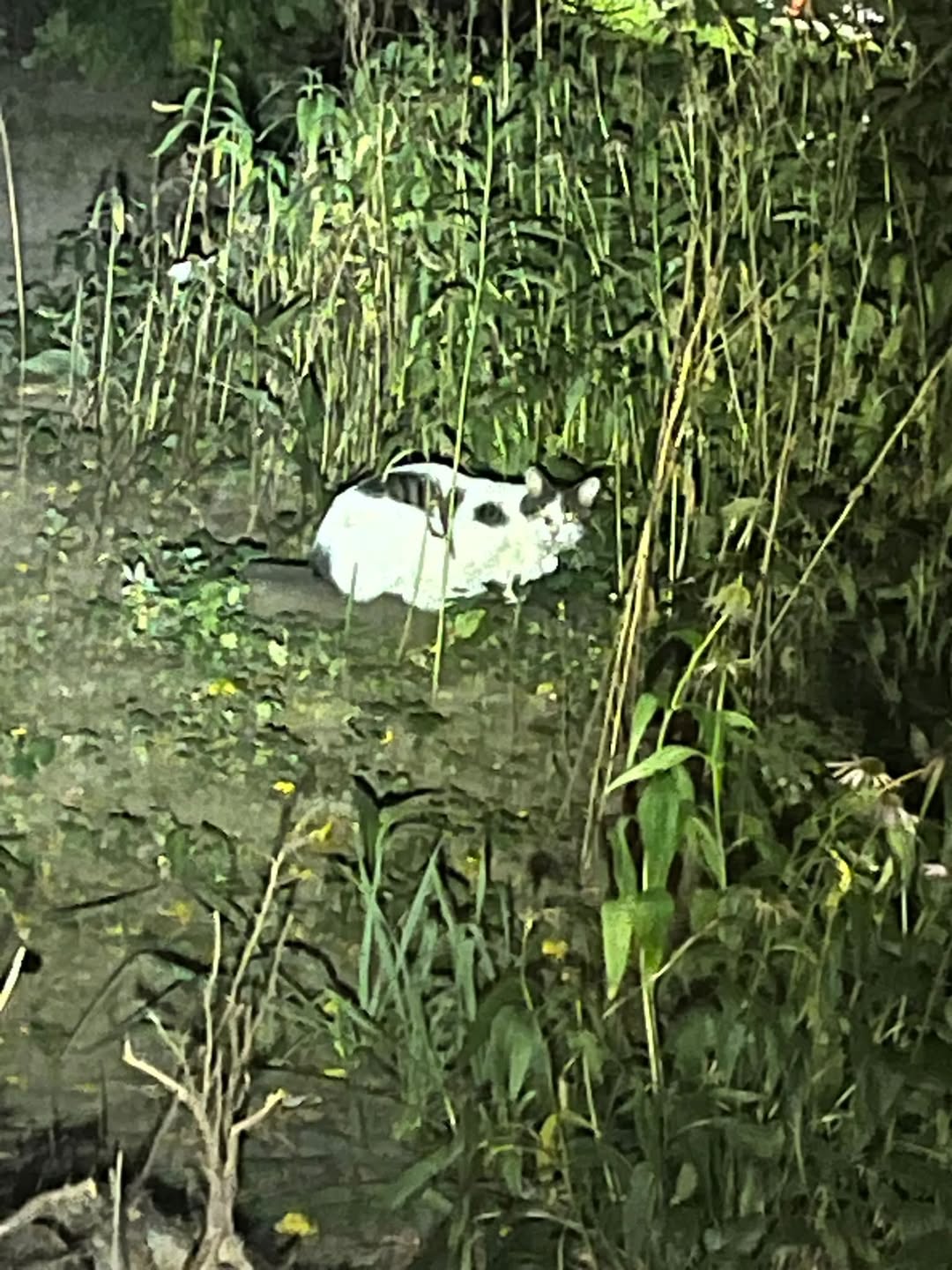 Found cat