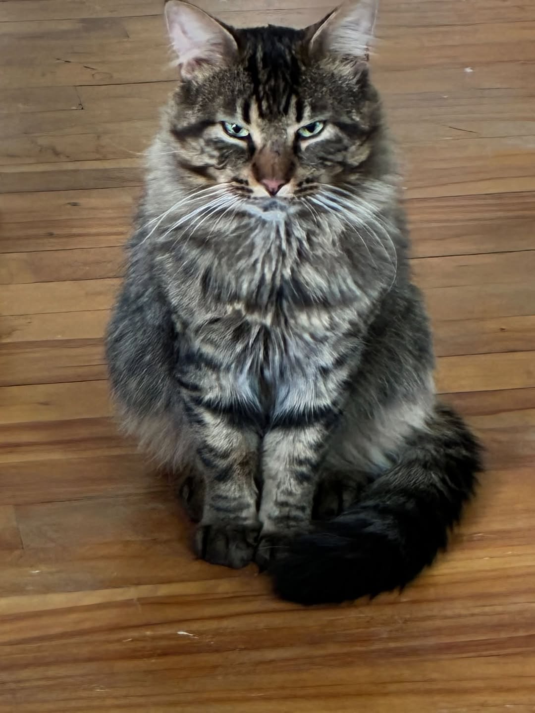 Found cat