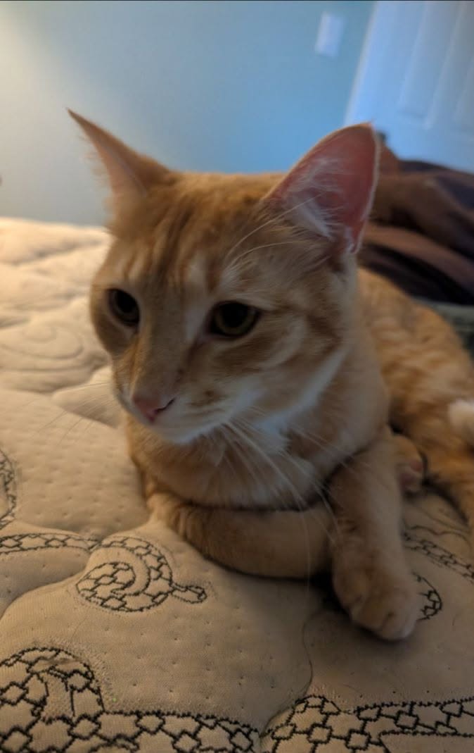 Lost Cat in Ottawa