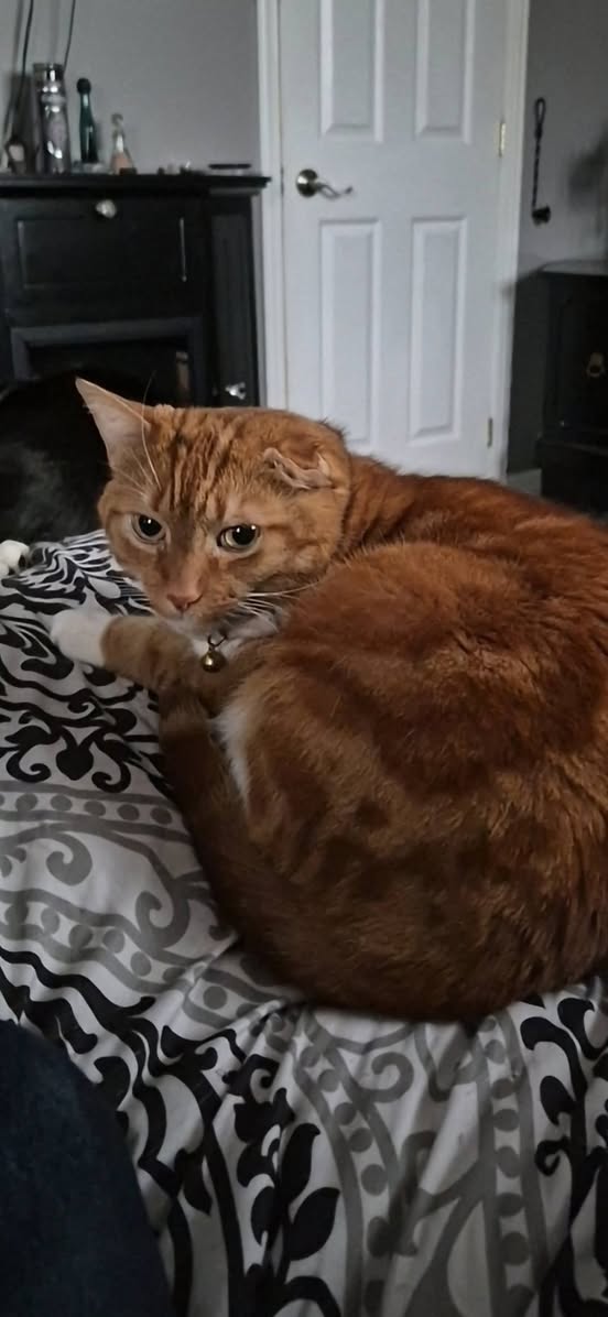 Lost Cat in Orleans