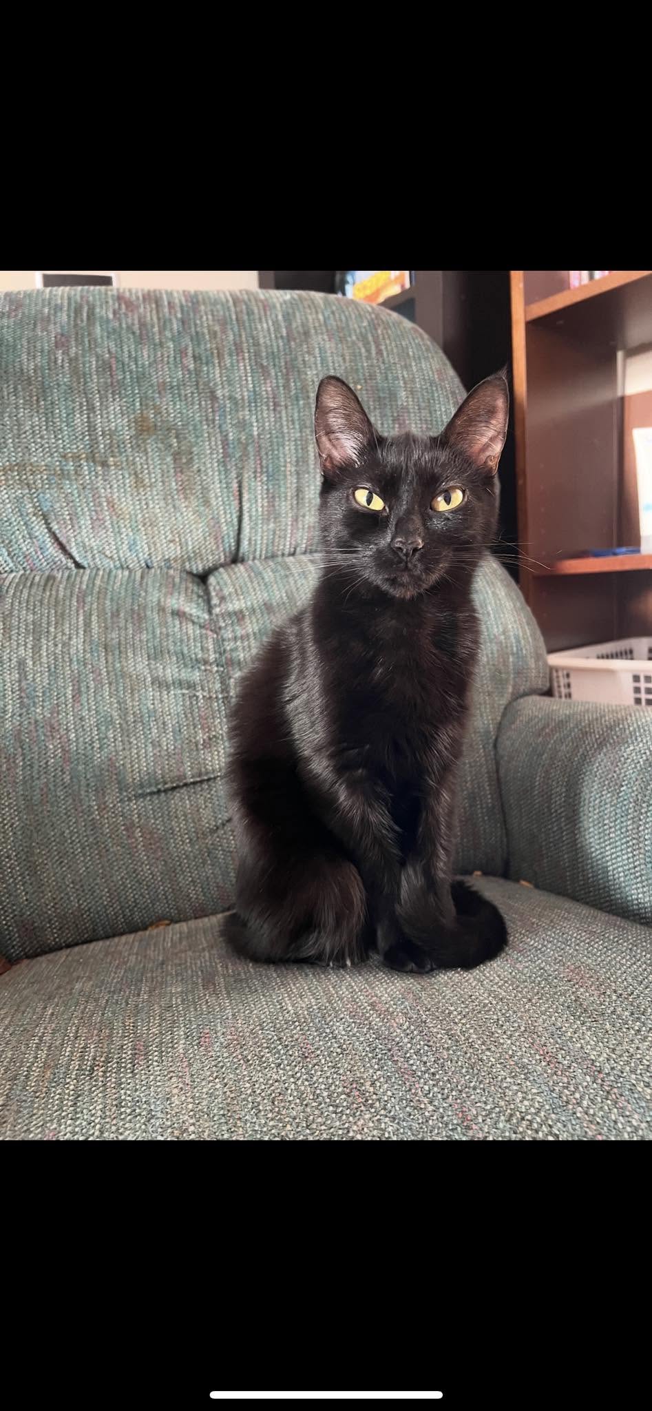Lost cat