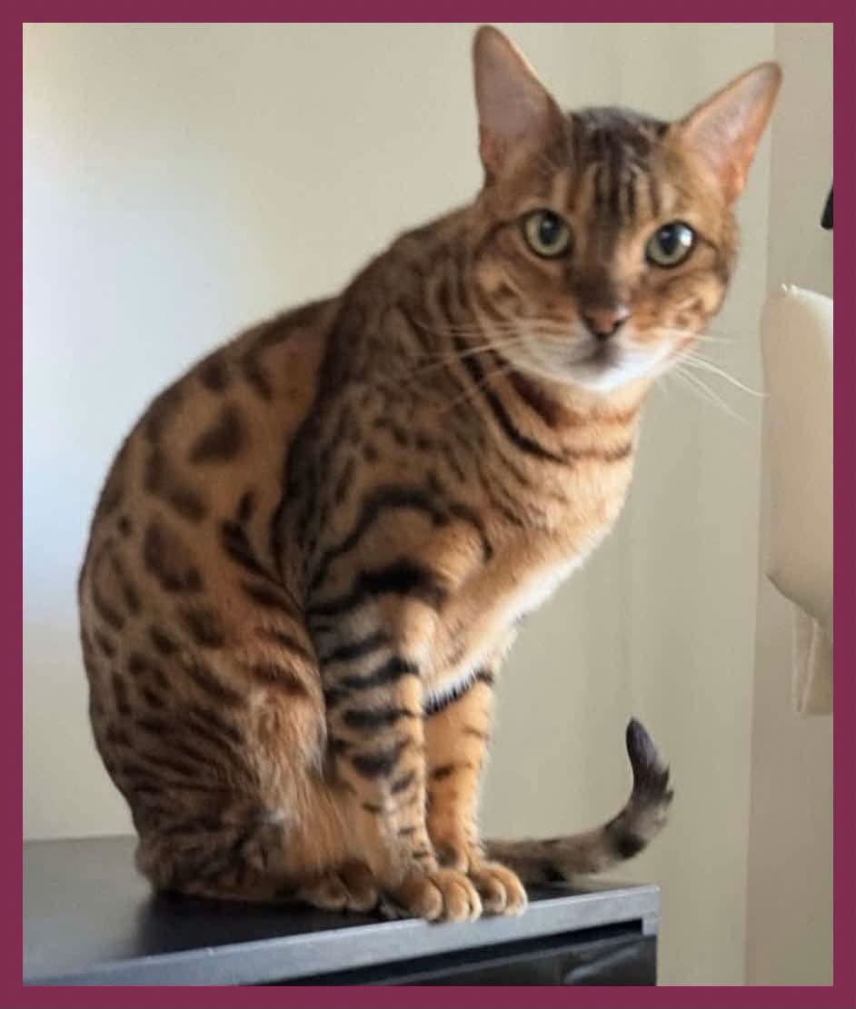 Lost Cat in Aylmer