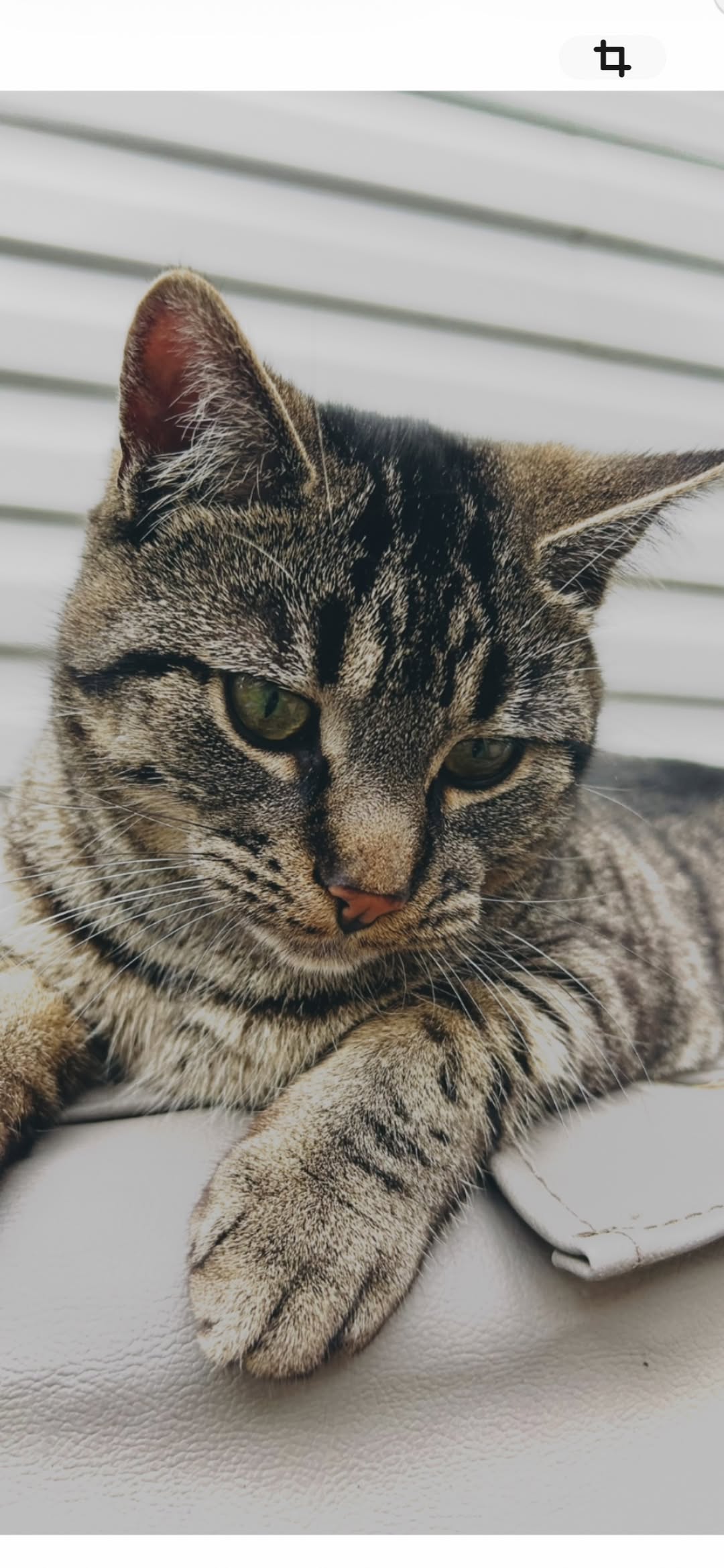 Lost Cat in Orleans