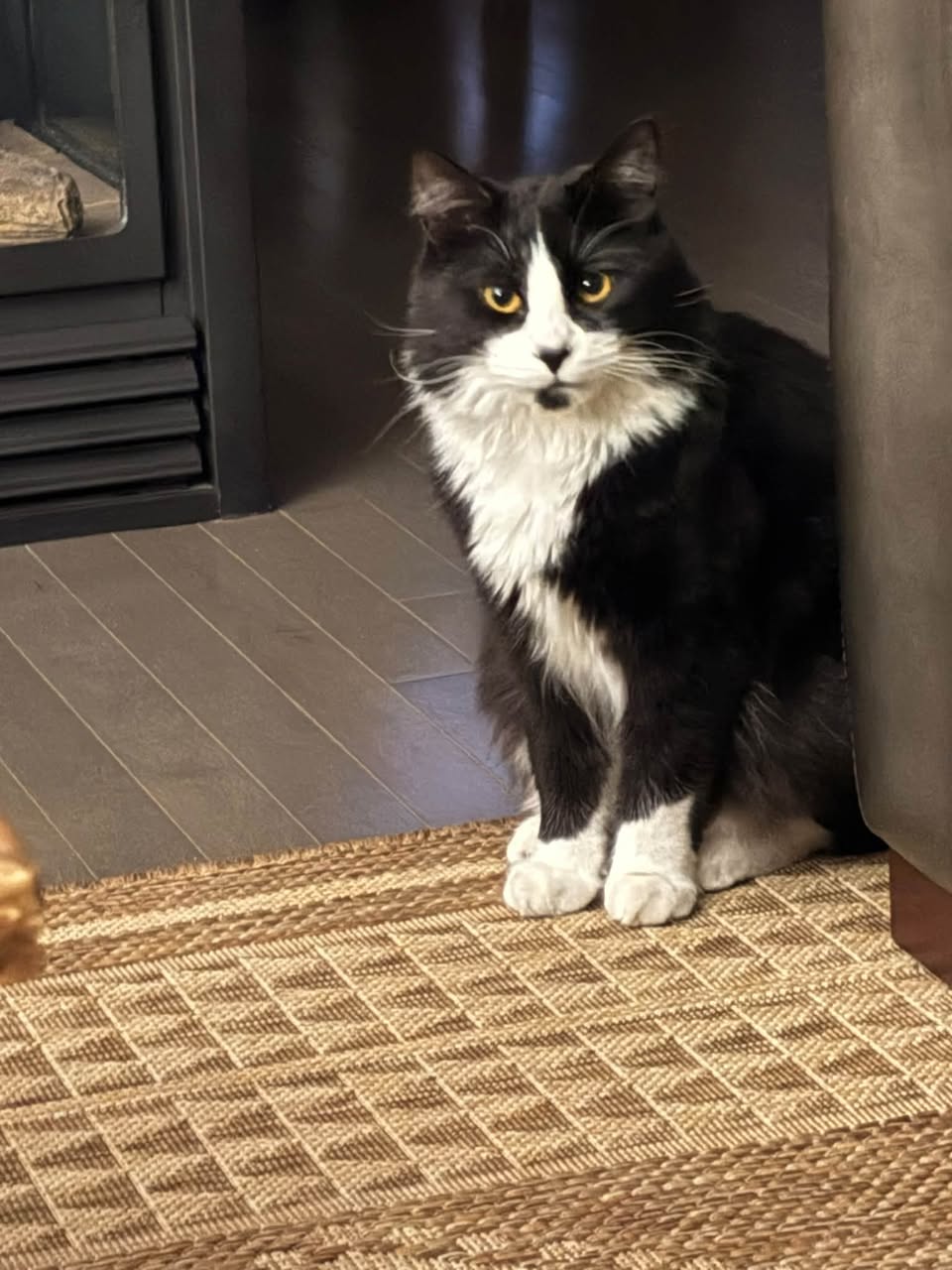 Lost Cat in Bridlewood