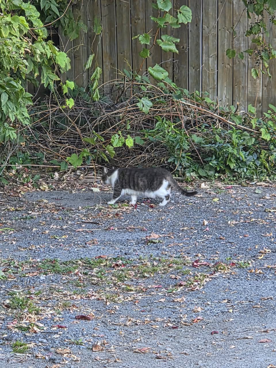 Found cat