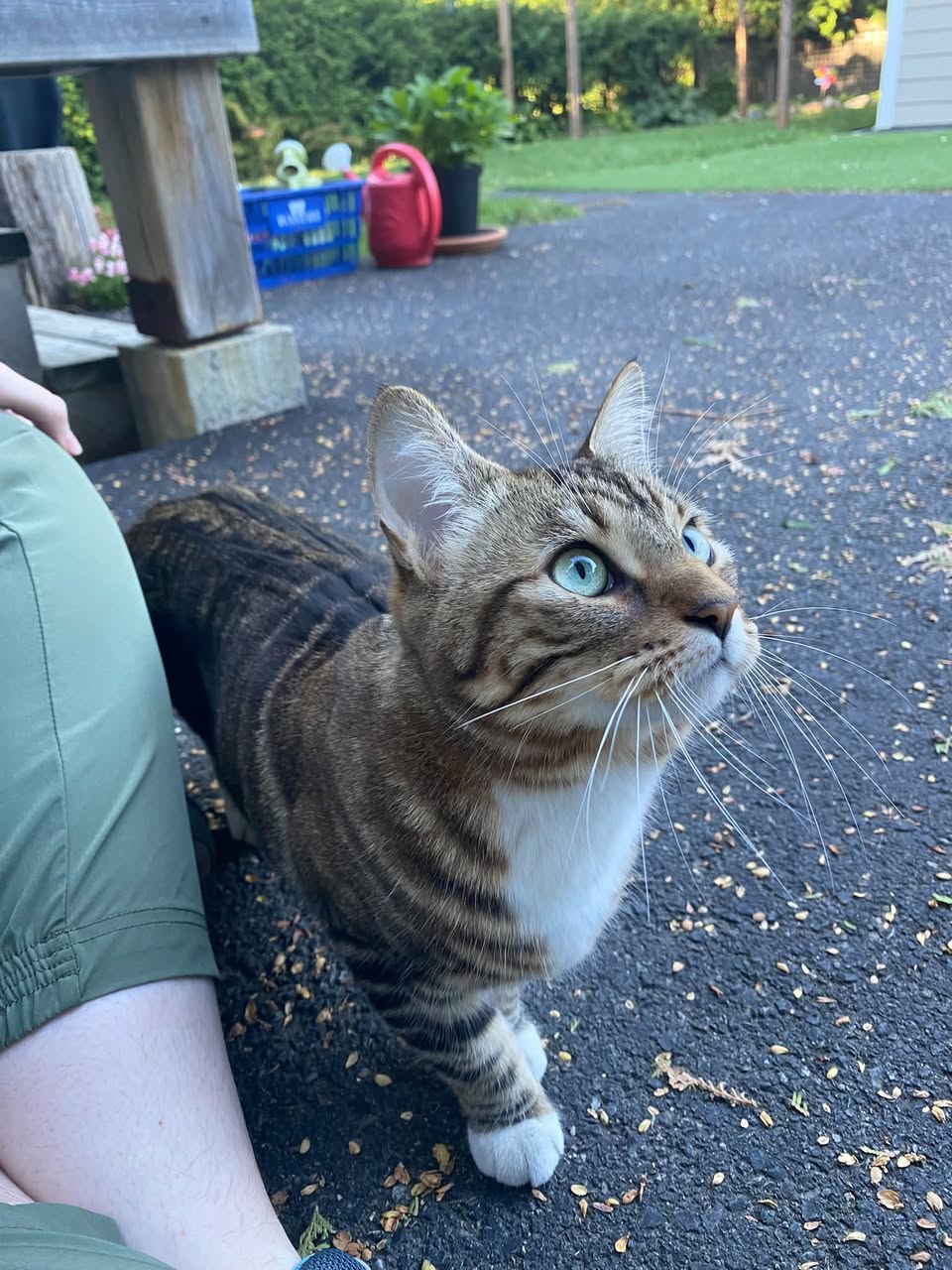 Found cat