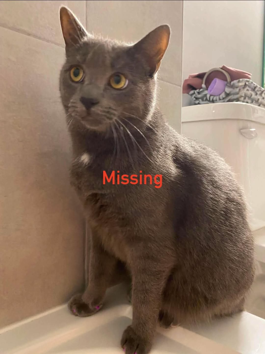Lost Cat in Stittsville South