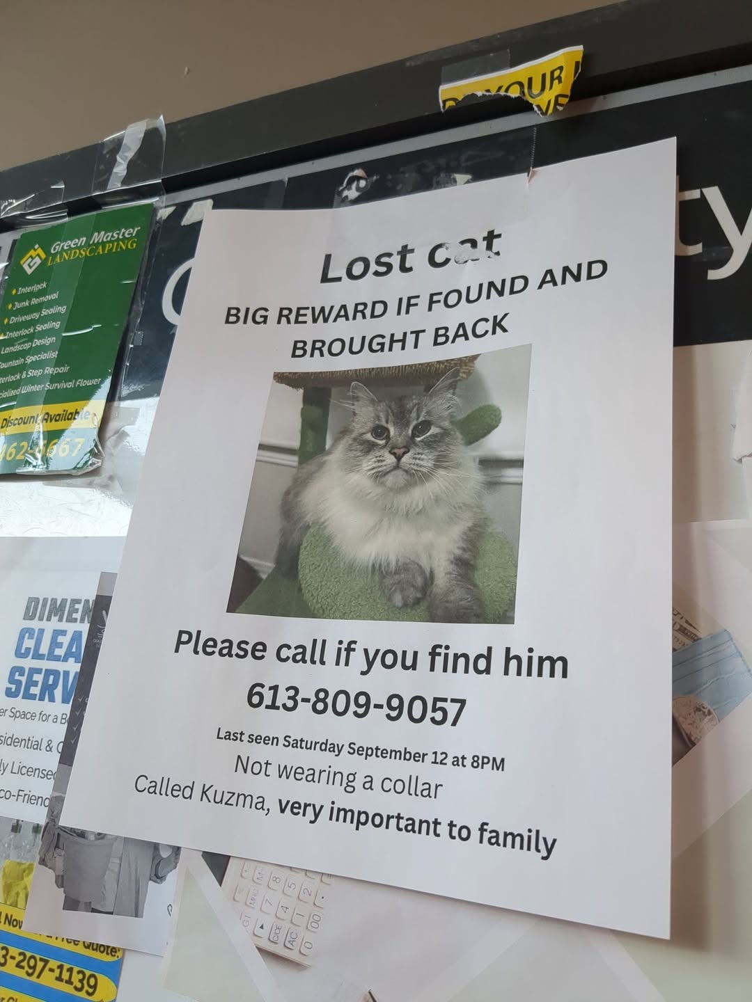 Lost Cat in Gloucester