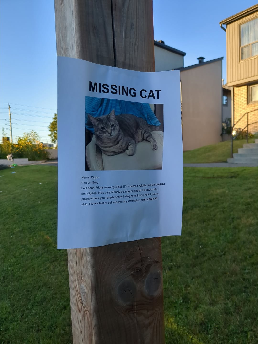 Lost Cat in Gloucester