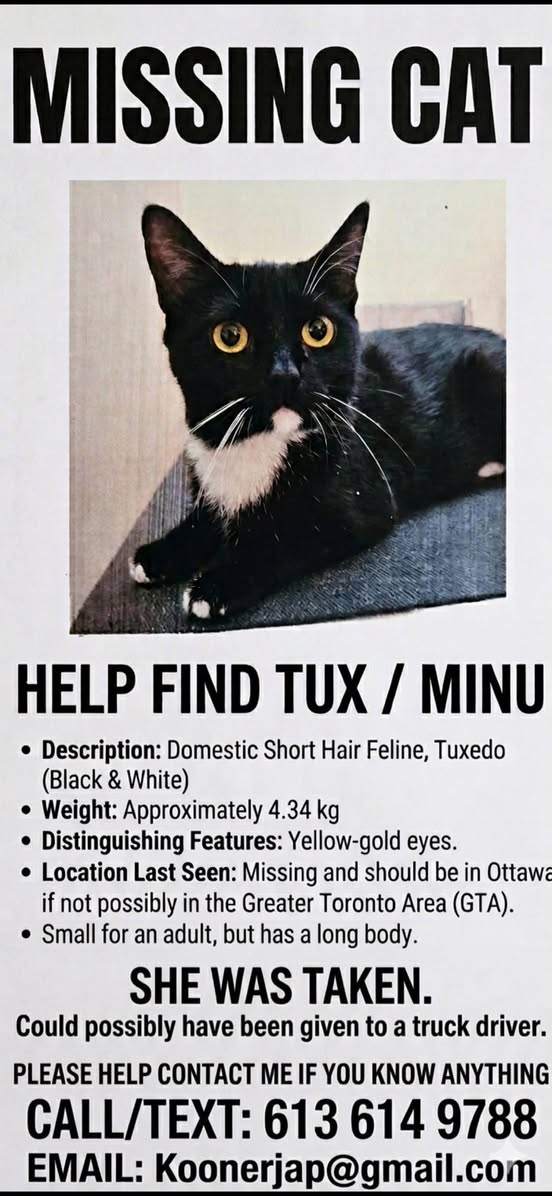 Lost Cat in Ottawa