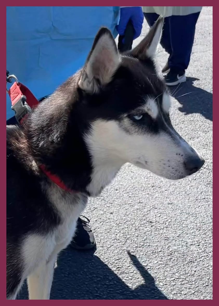 Found Dog in Laurentian Valley