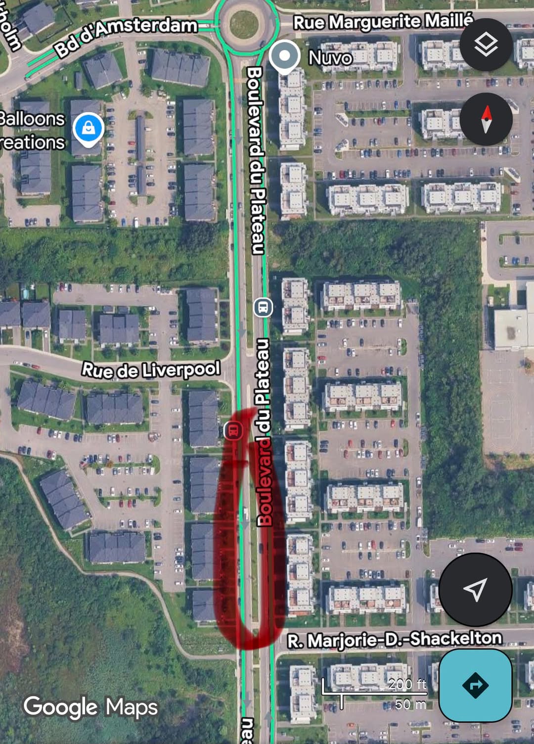 Found Cat in Gatineau