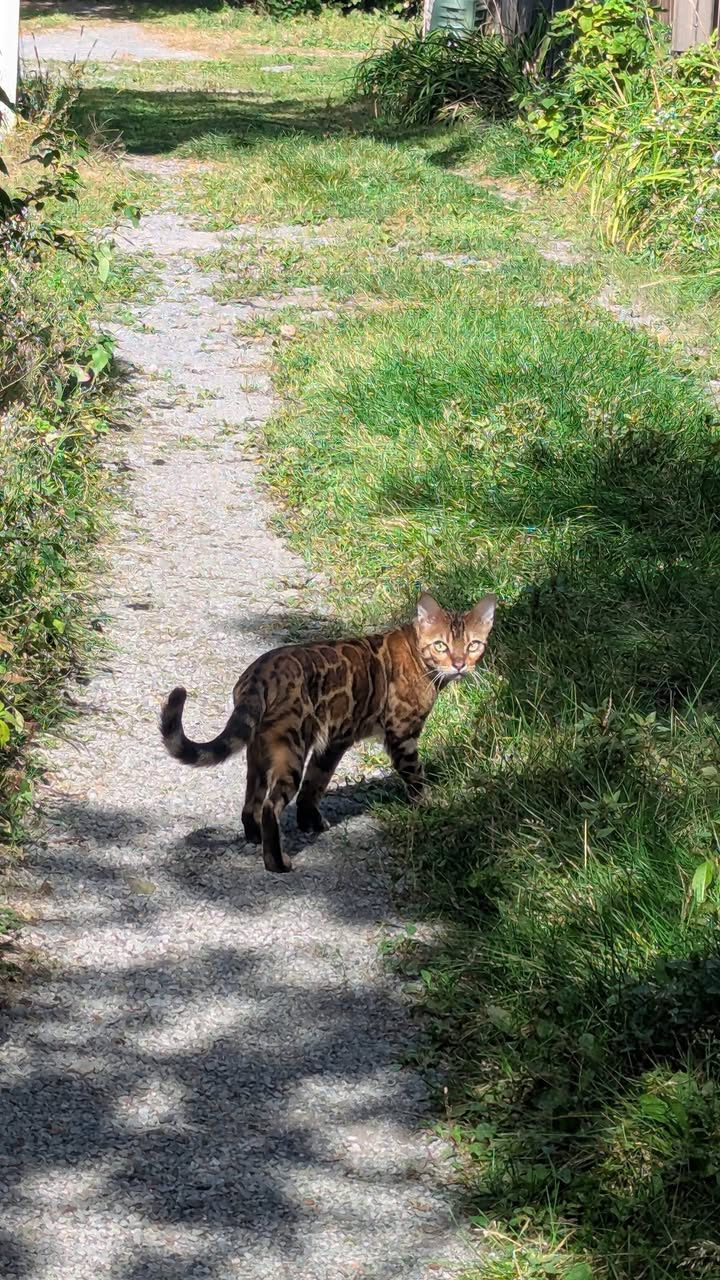 Found cat