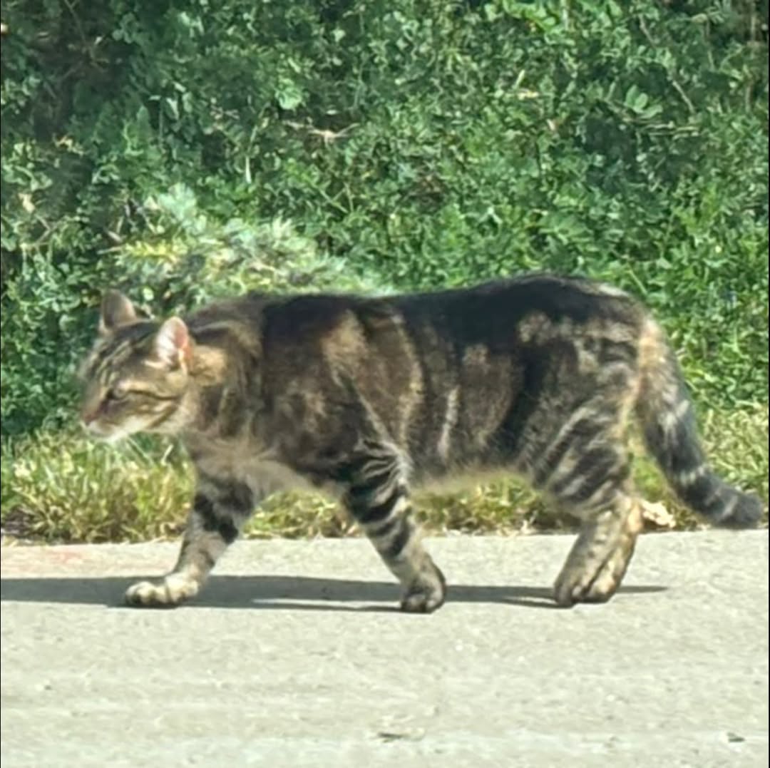 Found cat