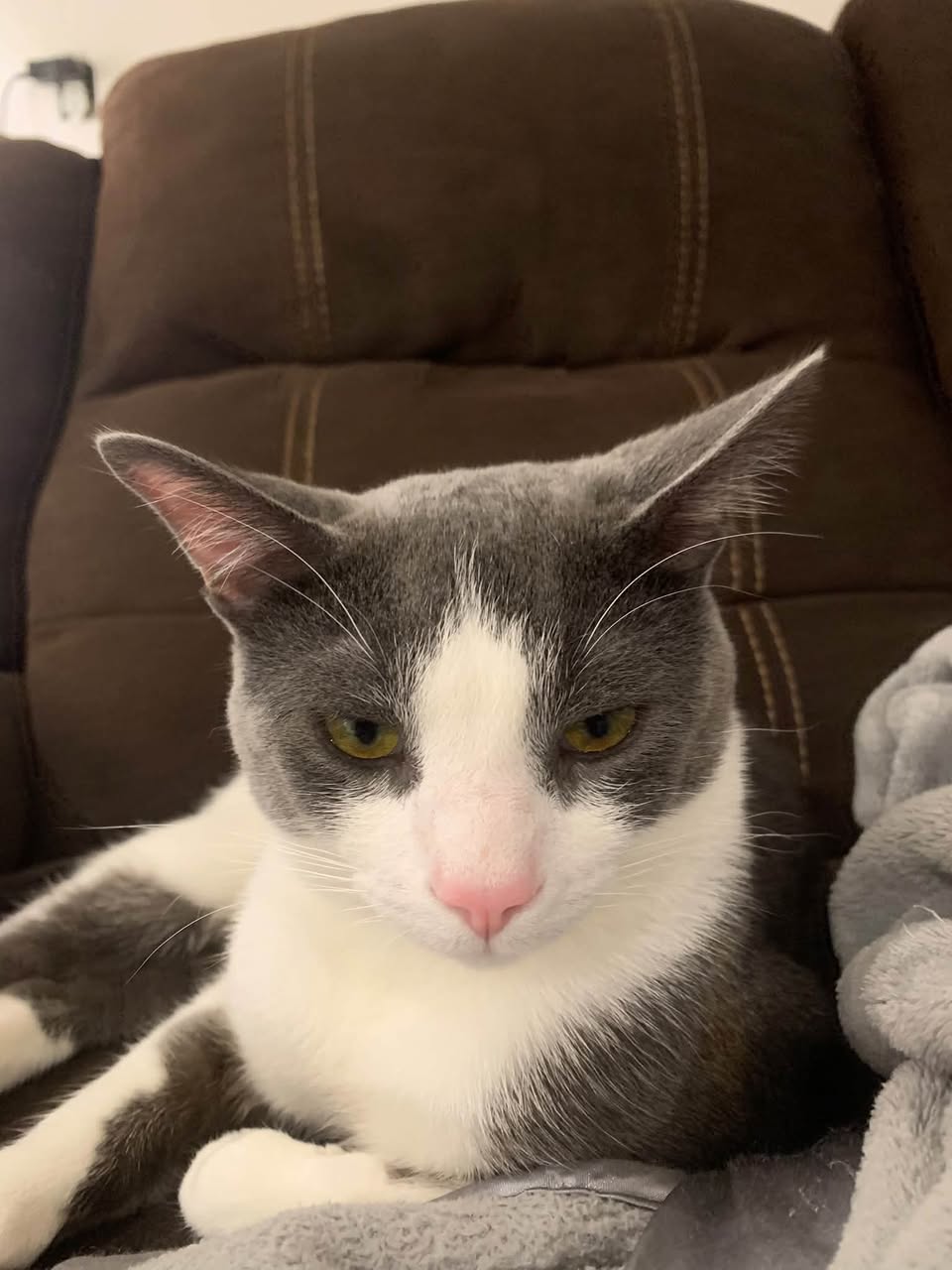 Found cat