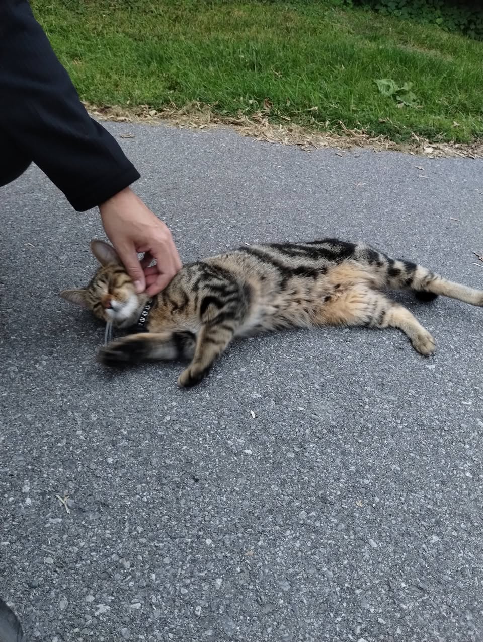 Found cat
