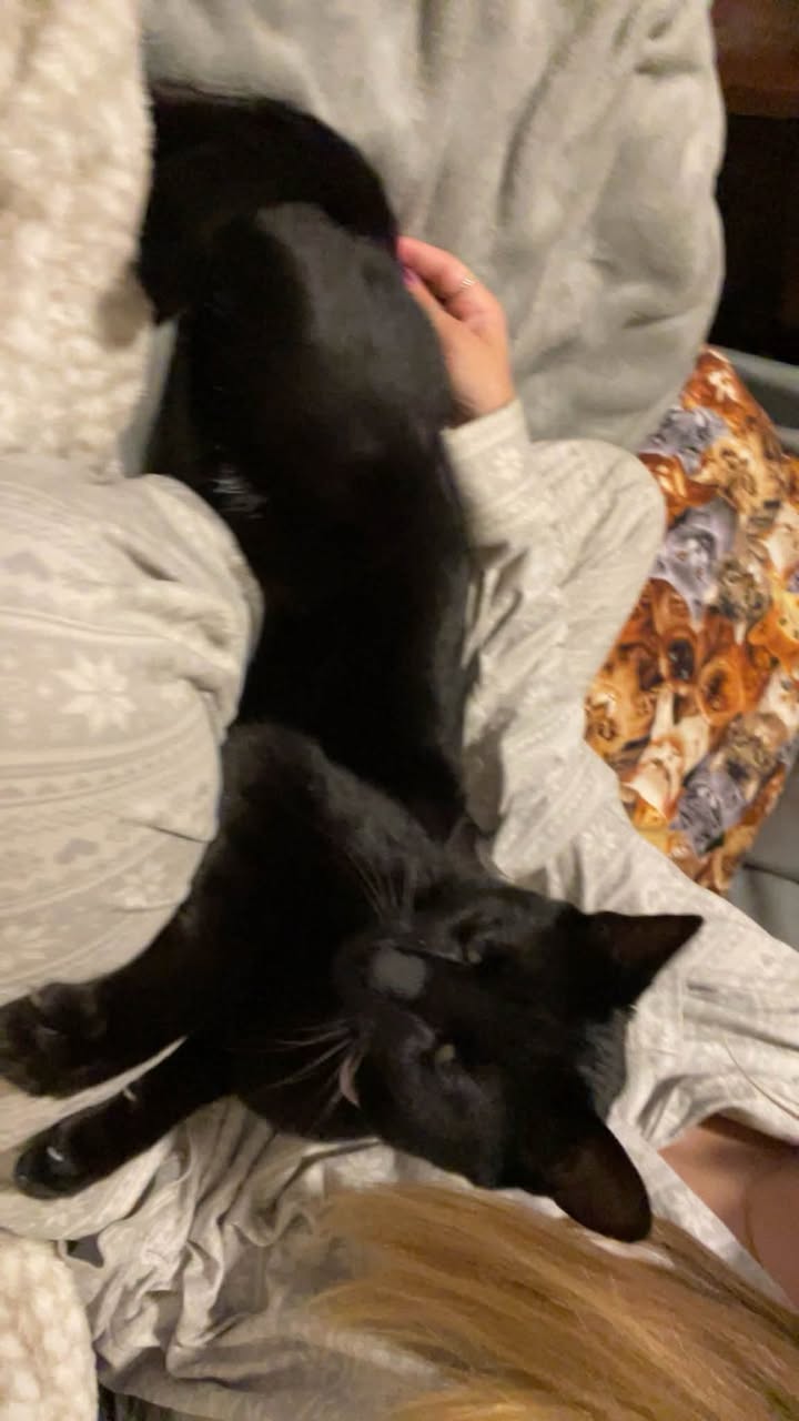 Lost Cat in Ottawa