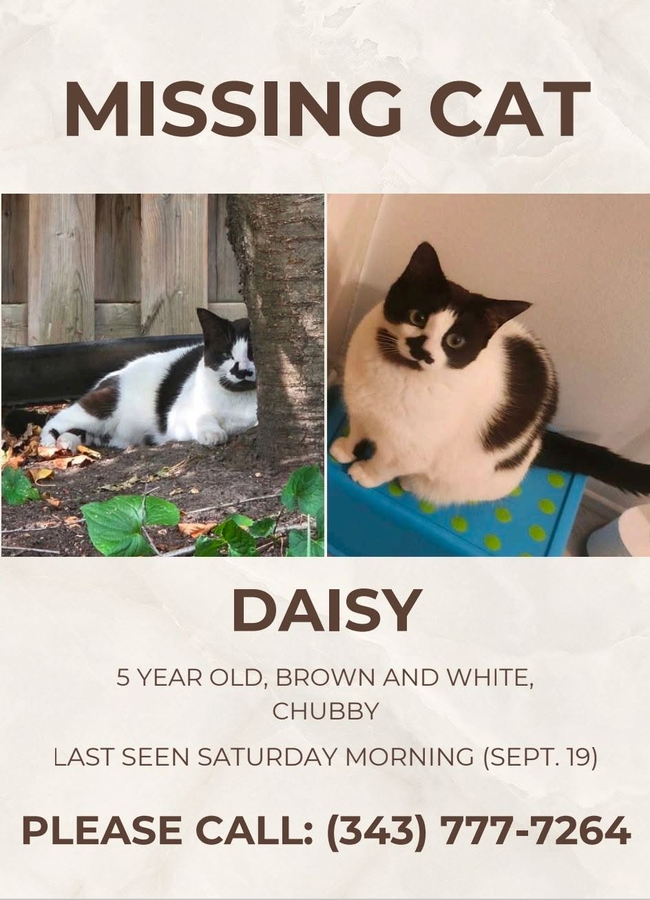 Lost Cat in Fallingbrook