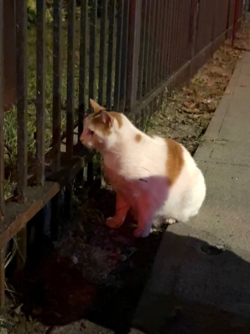 Found cat
