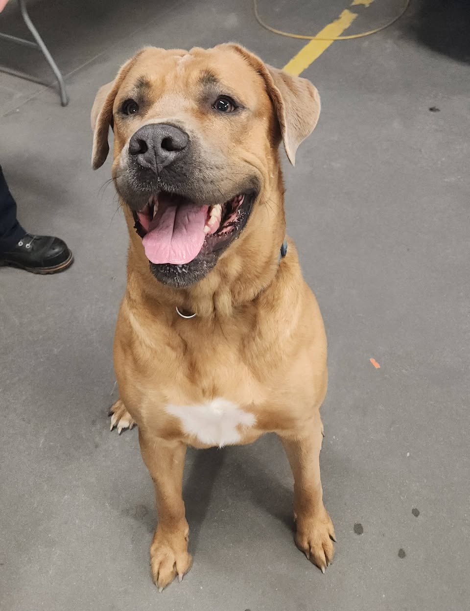Found dog