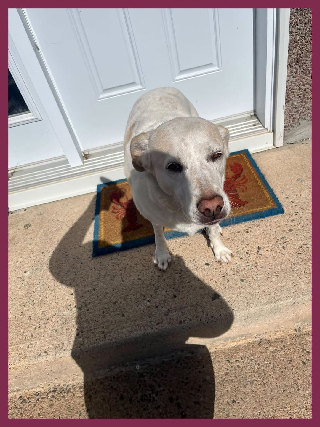 Found dog