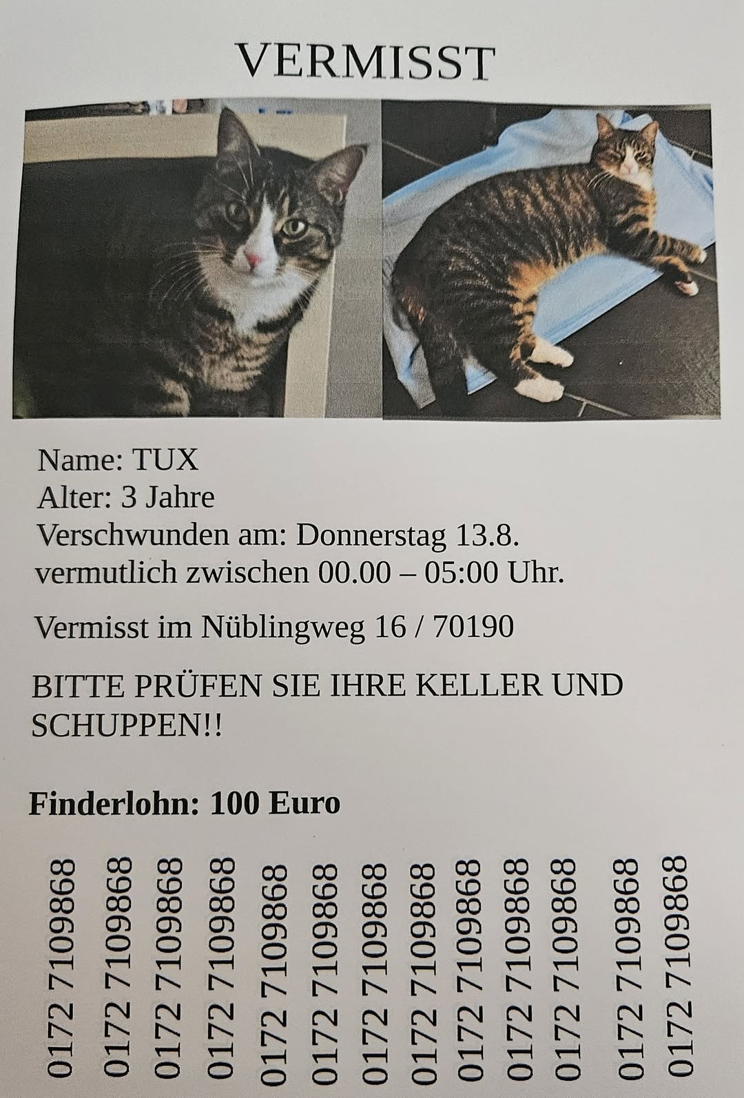 Lost Cat in Stuttgart
