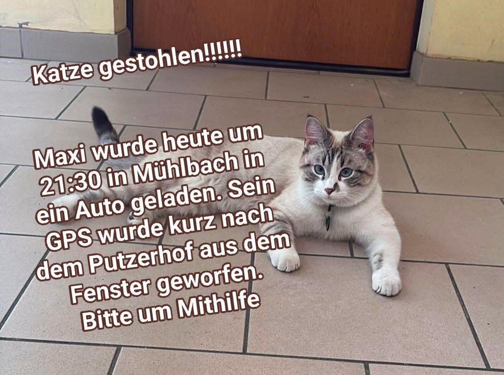 Lost Cat in MüHlbach