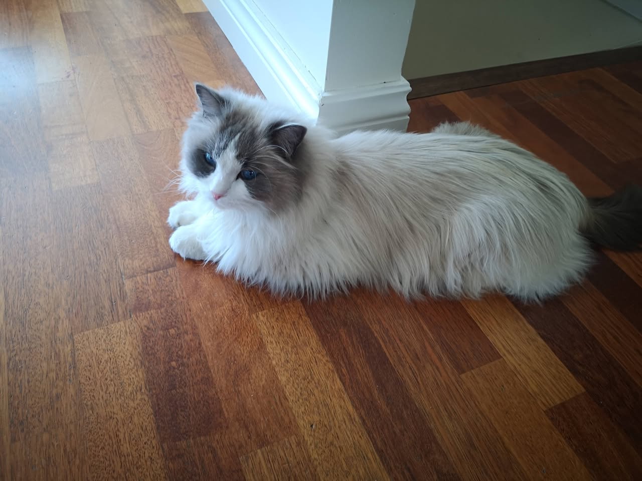 Found cat