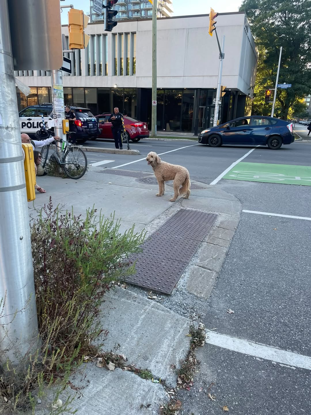 Found dog