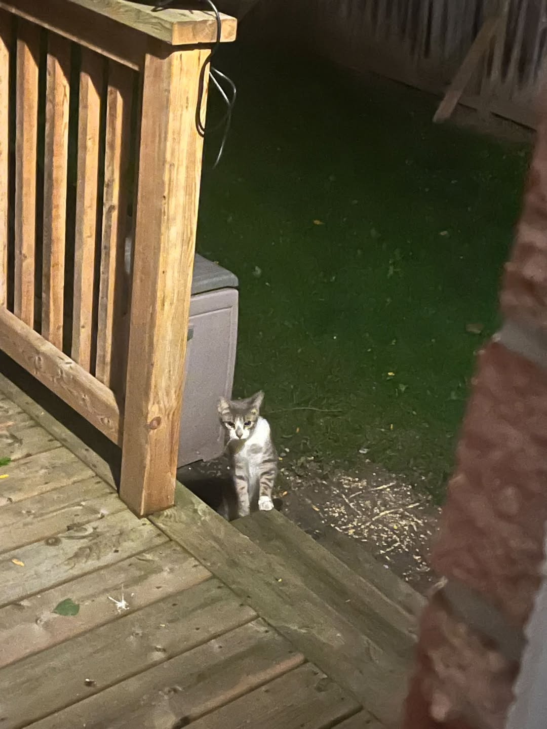 Found cat