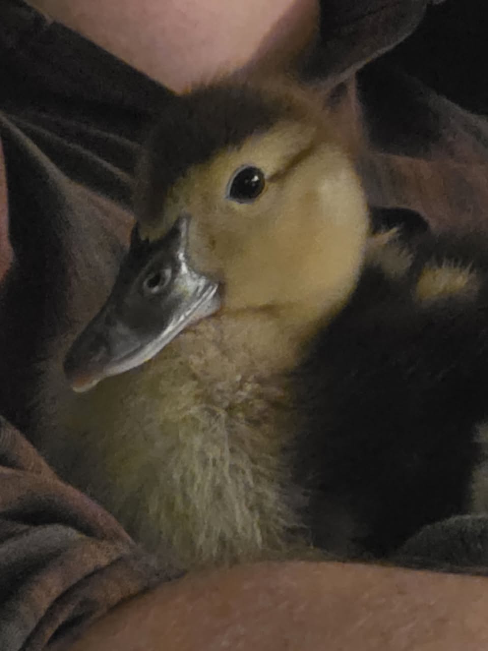 Lost Bird in Barrhaven