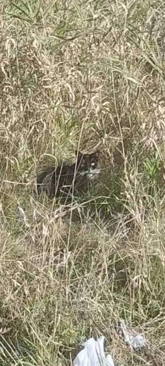 Found cat