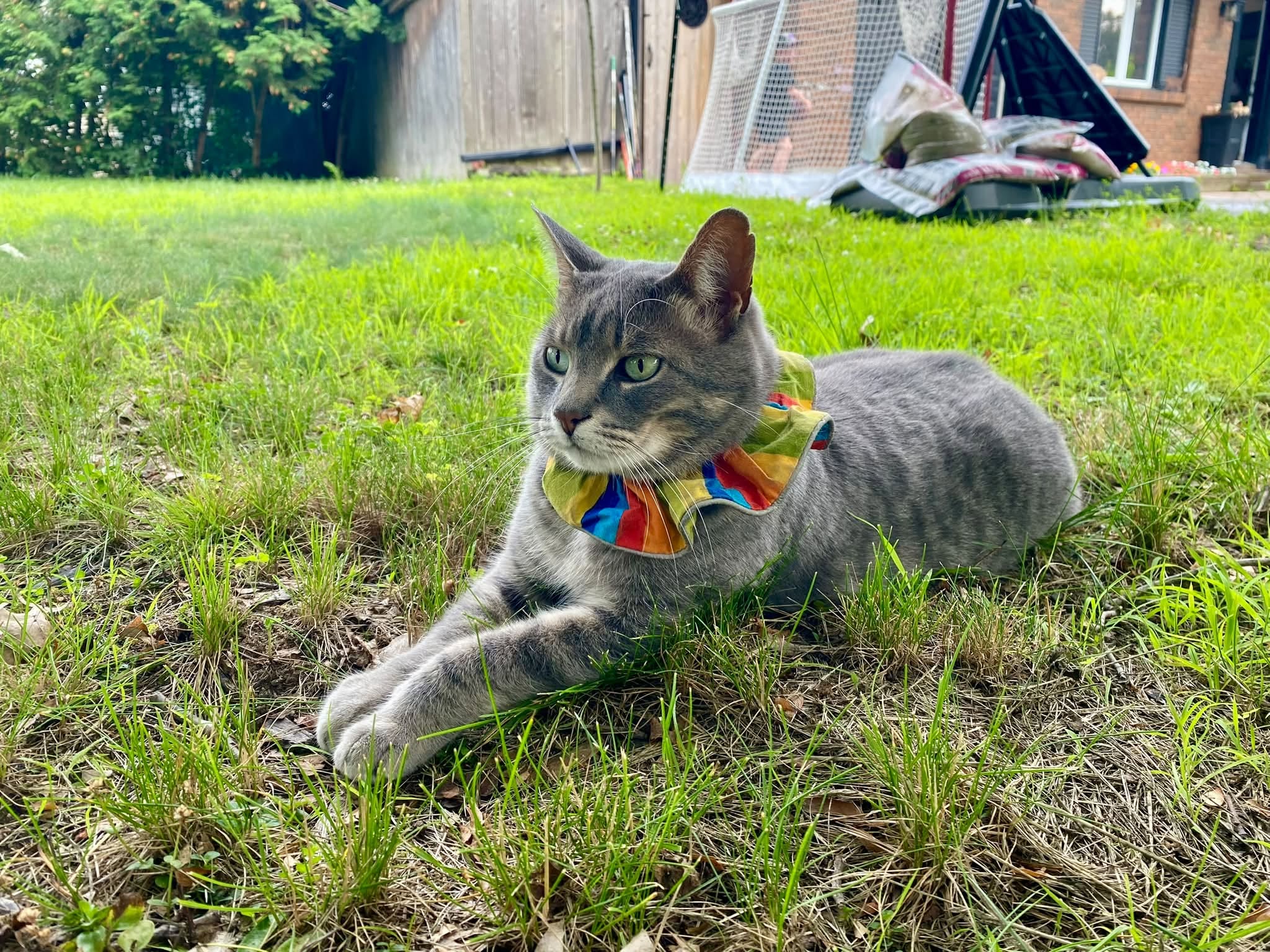 Lost Cat in Hunt Club And Greenbank