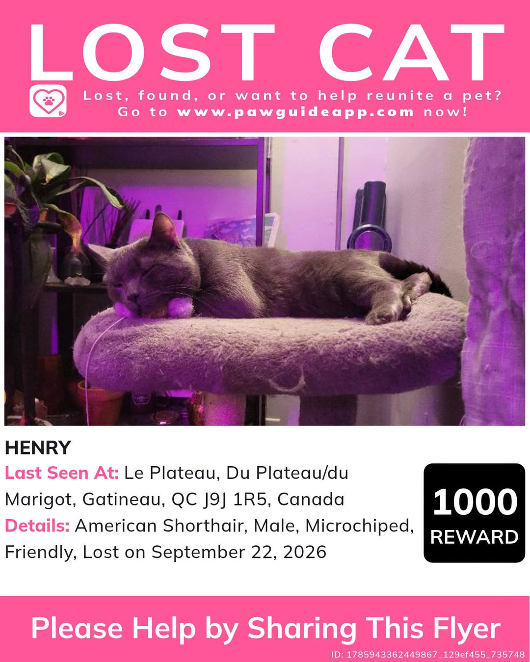 Lost cat