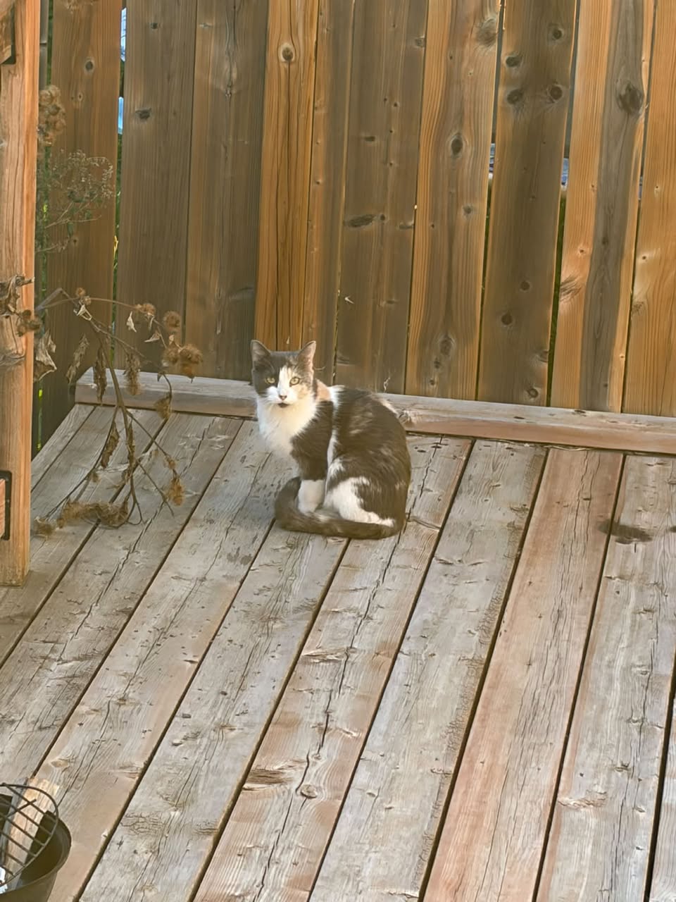 Found cat